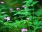 forest-flowers.jpg